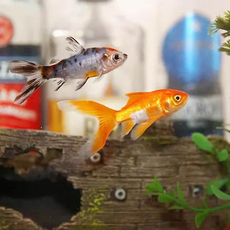 Διαμέρισμα Hobbit Hole