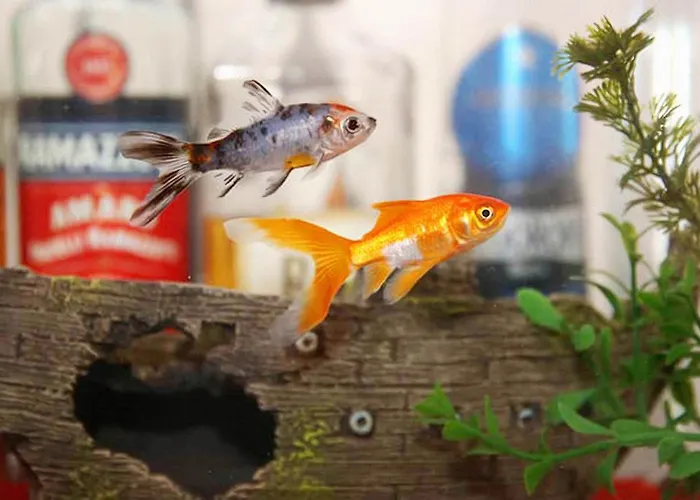 Apartamento Hobbit Hole